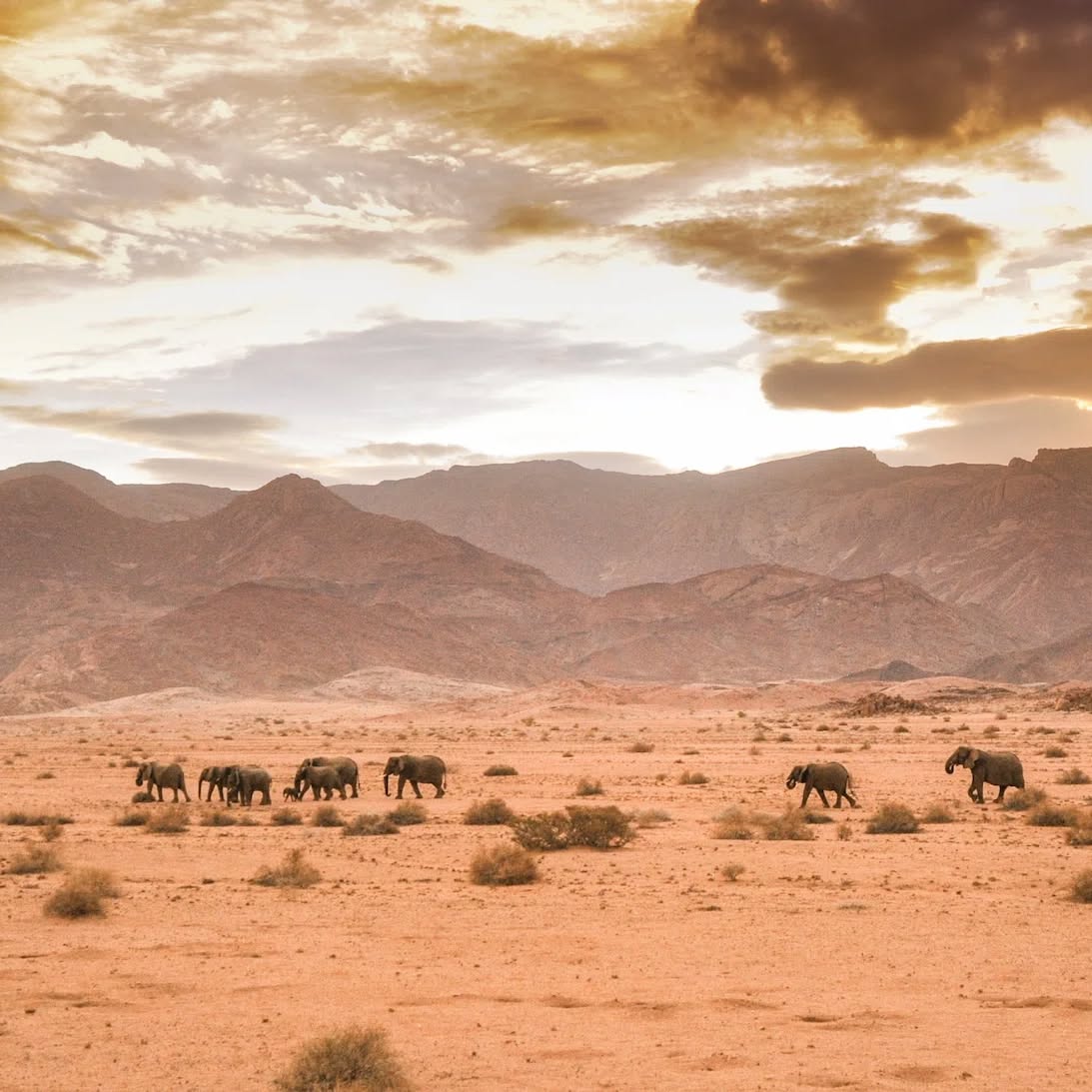 🐘🌍 Desert & Ocean x EHRA
Did you know that our neighbors EHRA – Elephant-Human Relations Aid work every day to protect Namibia’s desert elephants 🌍?! 
We were grateful to host the EHRA team in our space for a time, which gave us the opportunity to learn more about their incredible work 💻
👉 Dear coworkers, you can get involved too! ✨
EHRA welcomes volunteers all year round to support their conservation and awareness projects. If you’d like to make a difference, live a unique experience, and contribute to a meaningful local cause, this is your chance.
A huge thank you to EHRA for their inspiring work and energy 🌟.
#Coworking #Community #Swakopmund #Volunteering #Conservation