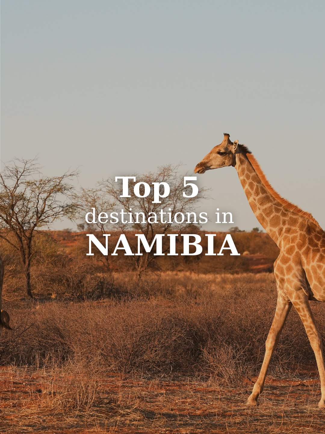 📍TOP 5 Destinations in Namibia📍
From the surreal dunes of Sossusvlei & Dead Vlei to the unique landscapes of Damaraland, the wildlife of Etosha National Park, the adventure hub Swakopmund, and the scenic Caprivi Strip – Namibia has it all!
✨ For more details about these incredible destinations and tips to plan your journey, head over to our blog!
#Swakopmund #namibia #LocalExperience #Coworking #coworkinglife #coworkingcommunity #digitalnomads