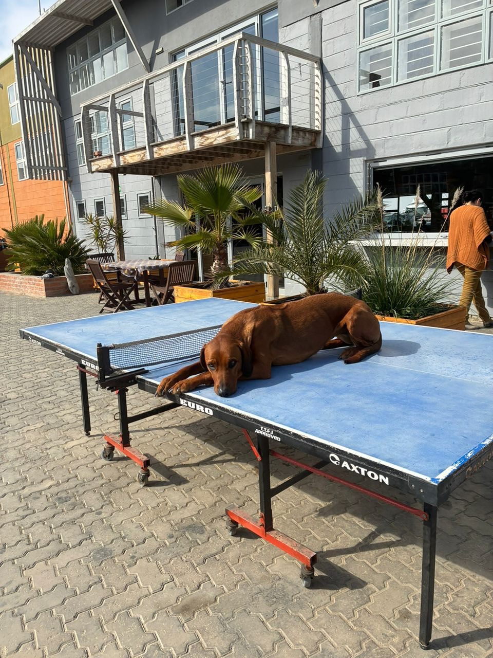At Desert & Ocean, our “managers” have four paws. 🐶
Their specialties? Strategic naps and motivation through cuddles.
#worklifebalance #coworkingwithdogs #coworking #africa