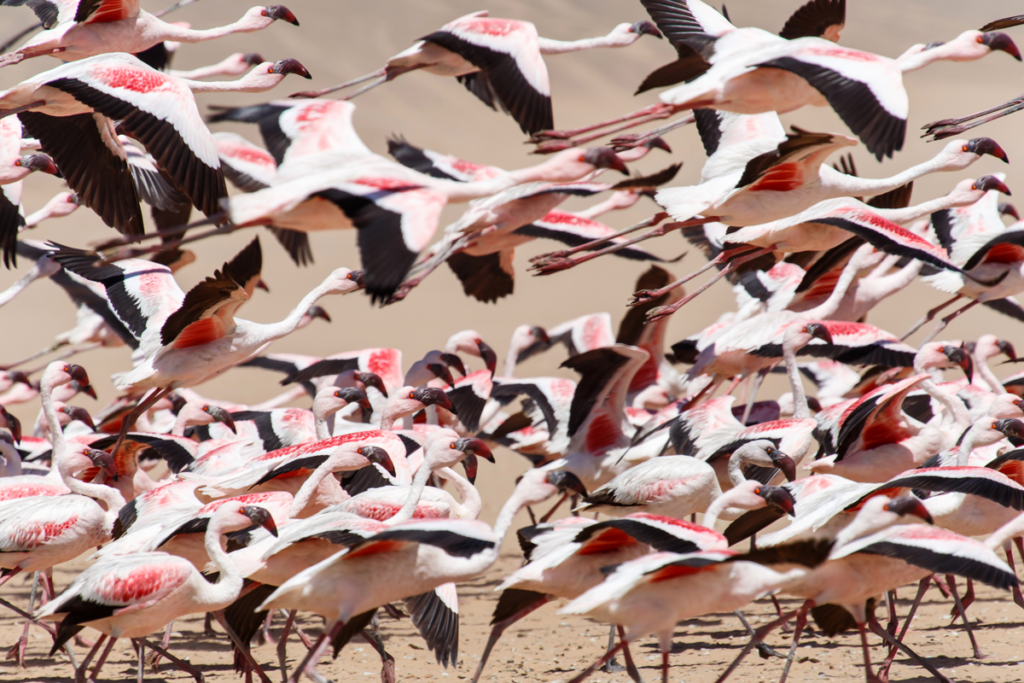 namibia-wildlife-flamingos-swakopmund-skeleton-coast Namibia wildlife flamingo flock at the Skeleton Coast at Swakopmund