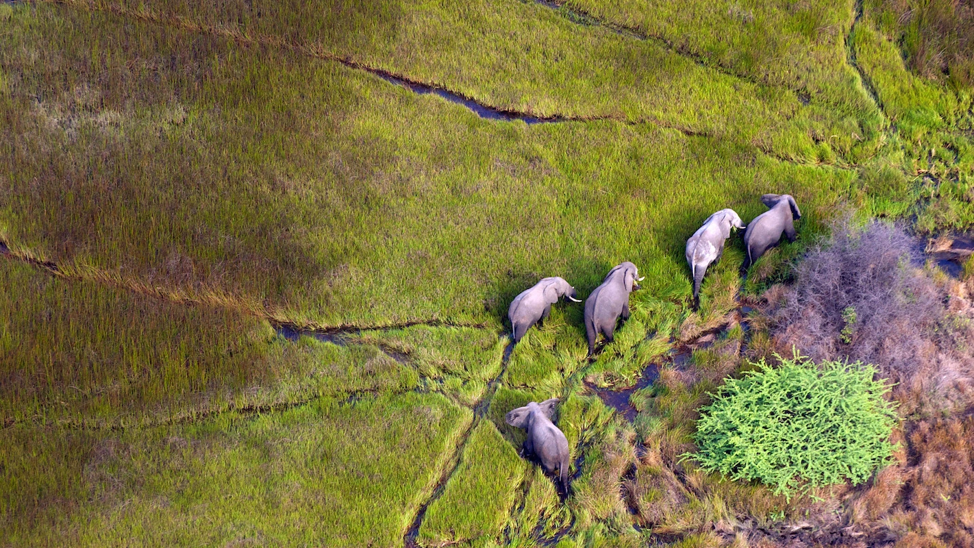 Caprivi-elephant-Namibia-region-africa Elephant in the Caprivi region of Namibia, Africa, wildlife observation