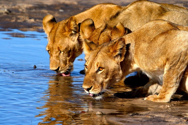 Etosha-animal-namibia-safari-region-afrique Etosha National Park in Namibia, African safari with elephants, lions, giraffes and rhinos.